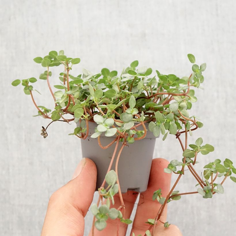 Pilea glaucophylla Greyzy mini-pianta esemplare consegnato in primavera