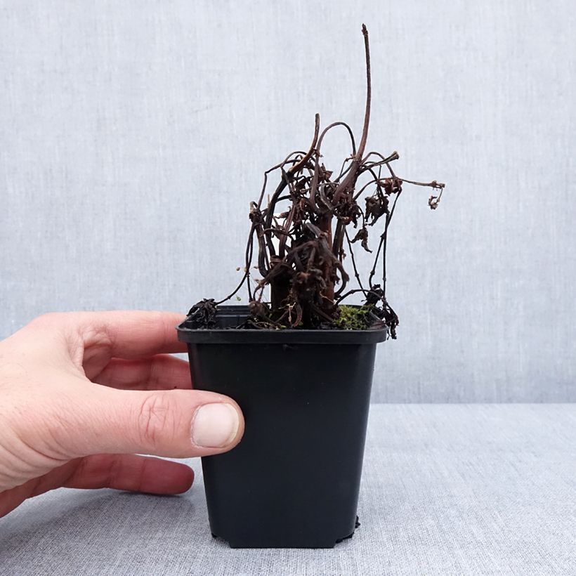 Pilea matsudai Taiwan Silver Godet de 8/9 cm esemplare consegnato in inverno