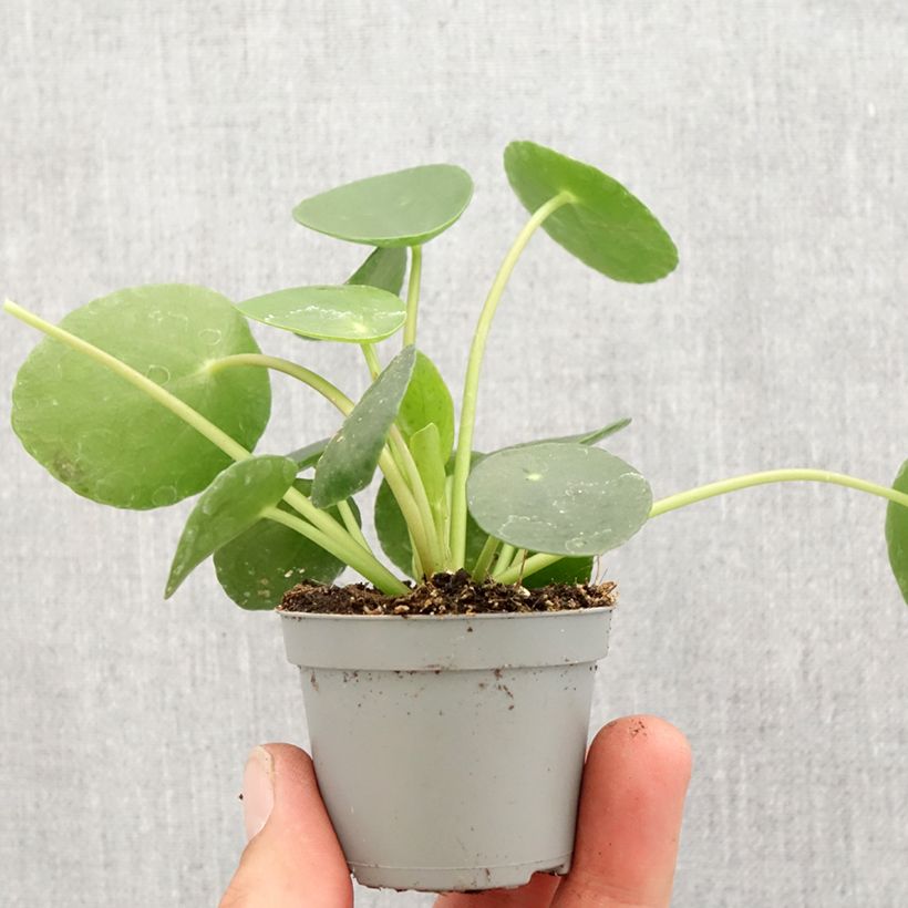 Pianta delle monete - Pilea peperomioides mini-pianta esemplare consegnato in primavera