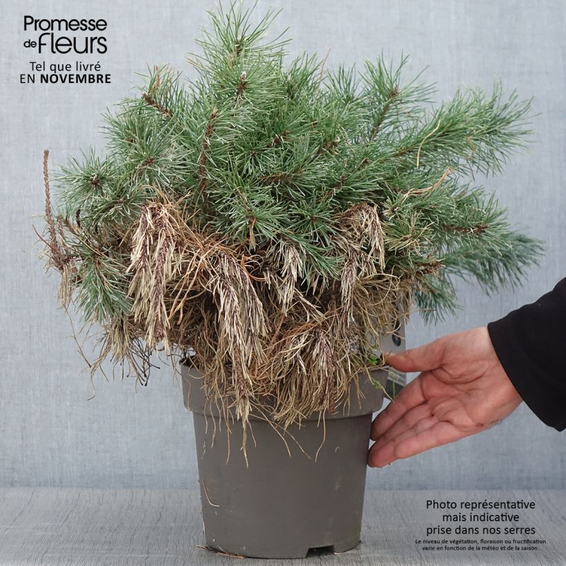 Esemplare di Pin à crochets ou Pin de Briançon - Pinus uncinata Pièce come consegnato in autunno