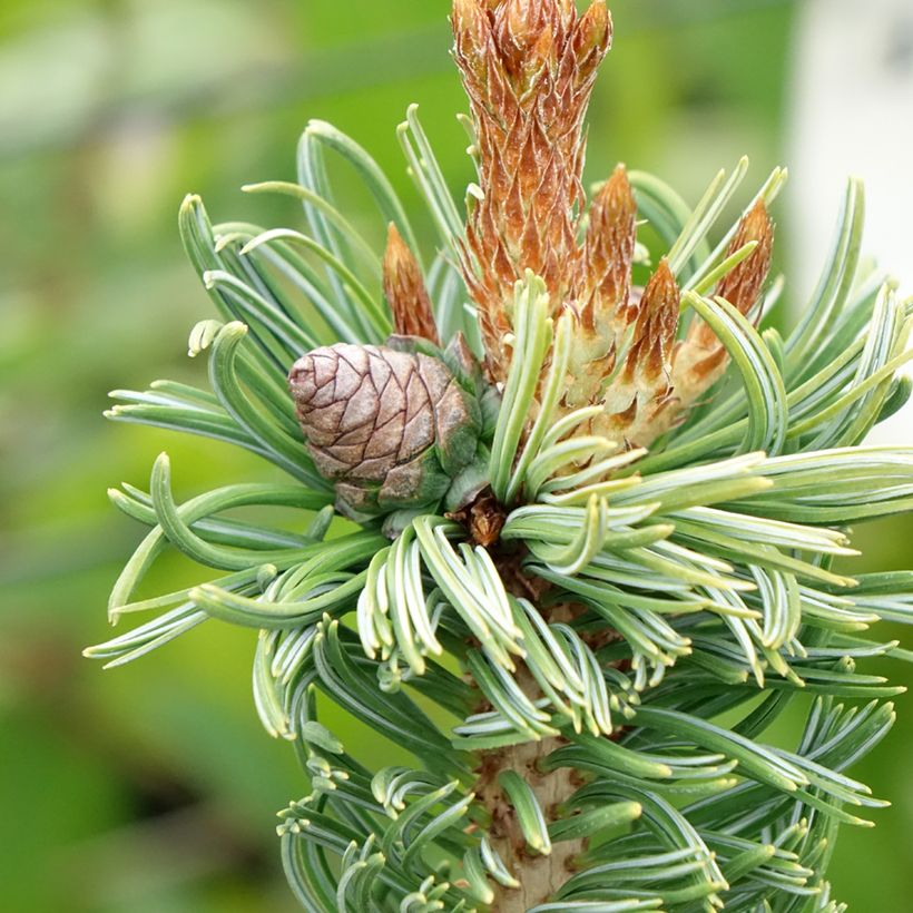 Pin blanc du Japon nain - Pinus parviflora Iribune (Raccolta)