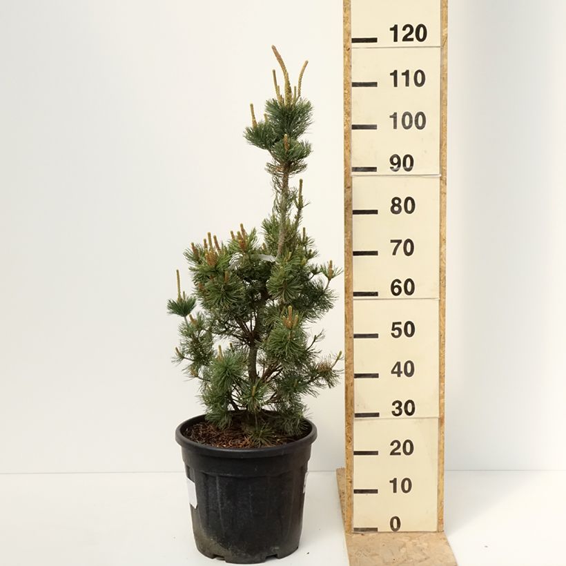 Pin blanc du Japon nain - Pinus parviflora Iribune Vaso da 18L/20L esemplare consegnato in primavera
