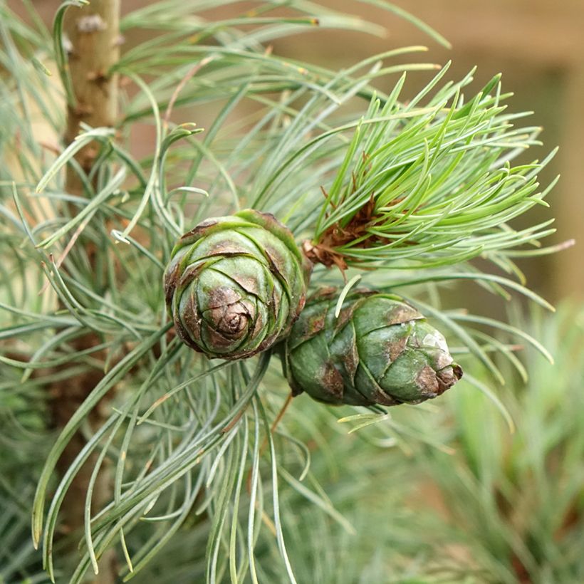 Pinus parviflora Bergman (Harvest)