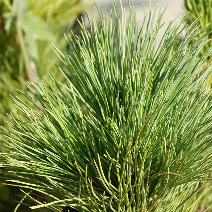 Pino cembro - Pinus cembra (Fogliame)