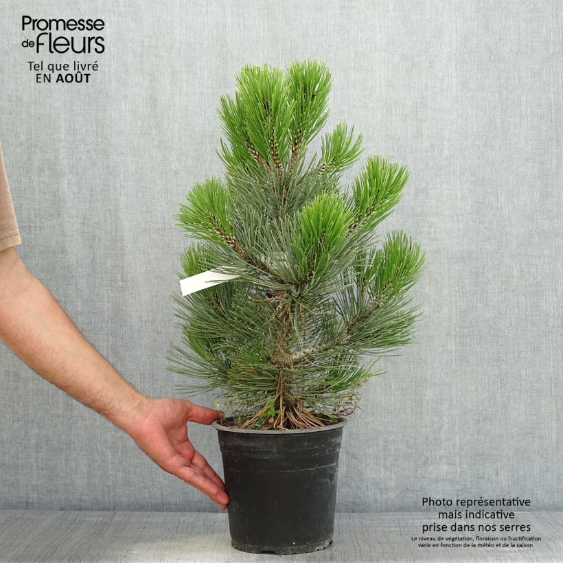 Esemplare di Pinus heldreichii Compact Gem Vaso da 4L/5L consegnato in estate