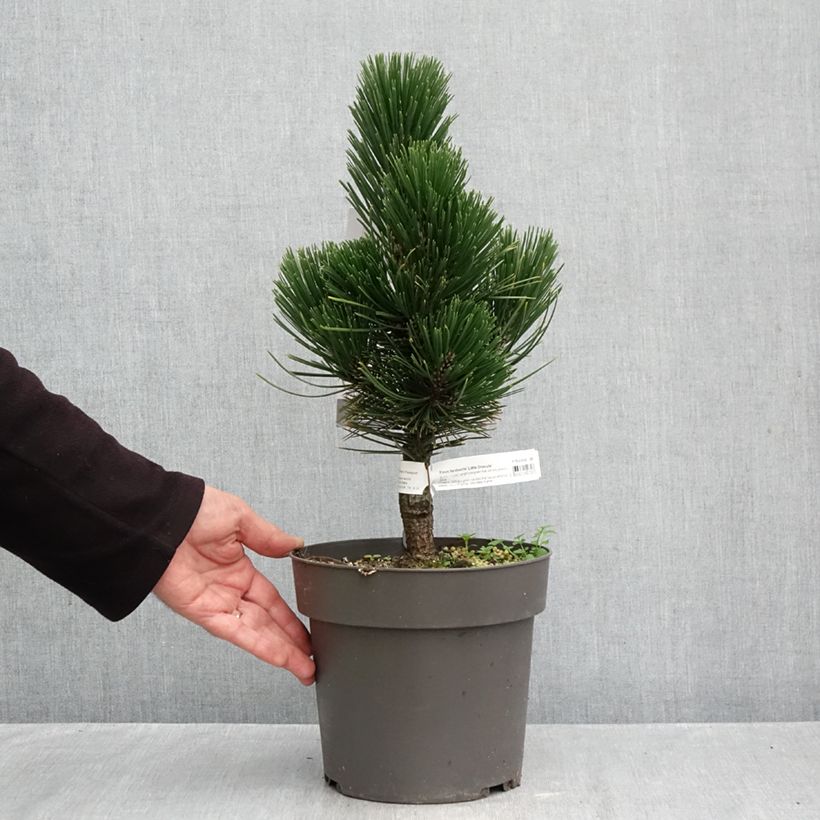 Esemplare di Pinus heldreichii Little Dracula Vaso da 2L/3L come consegnato in autunno