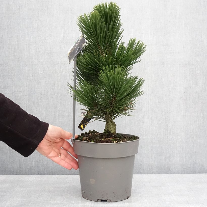 Pin de Bosnie - Pinus heldreichii (leucodermis) Little Dracula Pot de 4L/5L esemplare consegnato in inverno