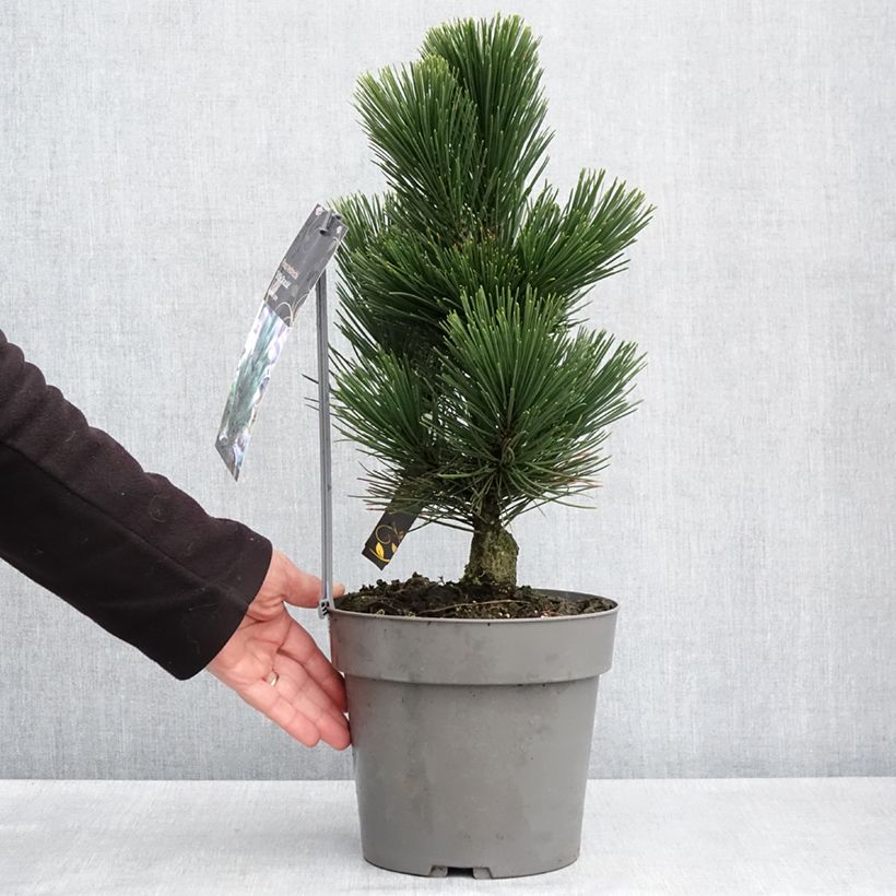 Pinus heldreichii Little Dracula Vaso da 4L/5L esemplare consegnato in primavera
