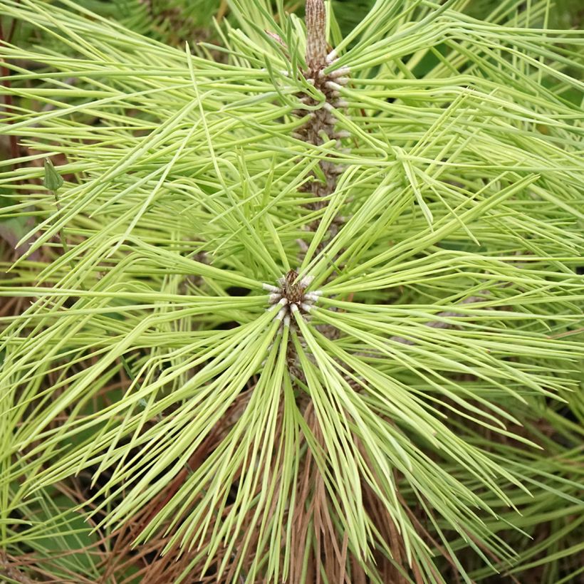 Pinus jeffreyi (Fogliame)