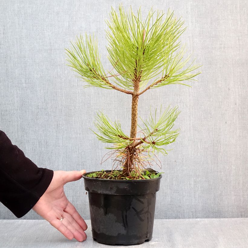 Esemplare di Pinus jeffreyi Vaso da 3L/4L come consegnato in autunno