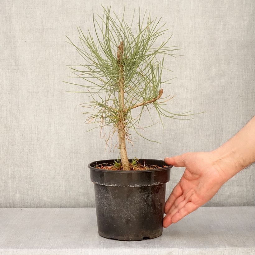 Pinus jeffreyi Vaso da 3L/4L esemplare consegnato in primavera