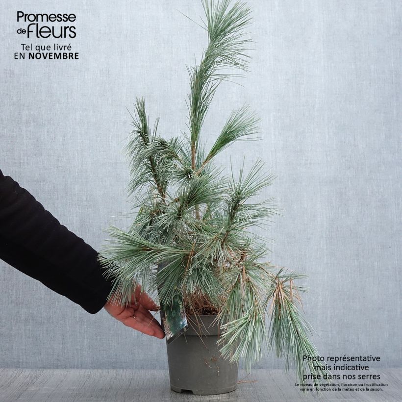 Esemplare di Pin de l'Himalaya - Pinus wallichiana Densa Hill Pot de 3L/4L come consegnato in autunno