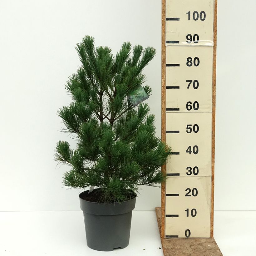 Esemplare di Pinus peuce Vaso da 7,5L/10L consegnato in estate