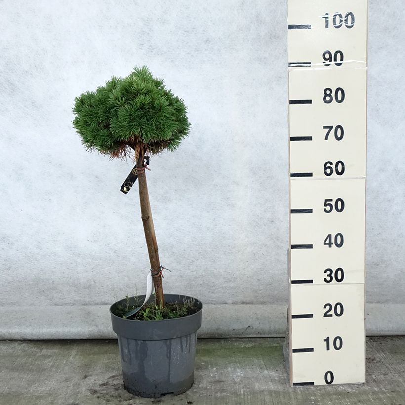 Esemplare di Pinus mugo Allgäu Vaso da 4L/5L, Vaso impalcato consegnato in estate