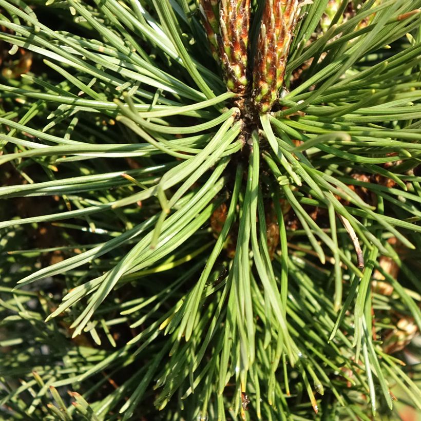 Pinus mugo Benjamin (Foliage)