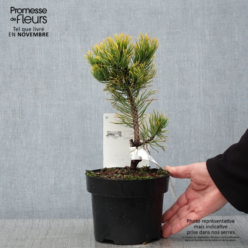 Esemplare di Pinus mugo Carstens Wintergold Vaso da 2L/3L come consegnato in autunno