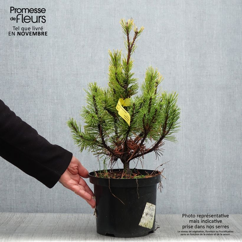 Esemplare di Pinus mugo Carstens Wintergold Vaso da 4L/5L come consegnato in autunno