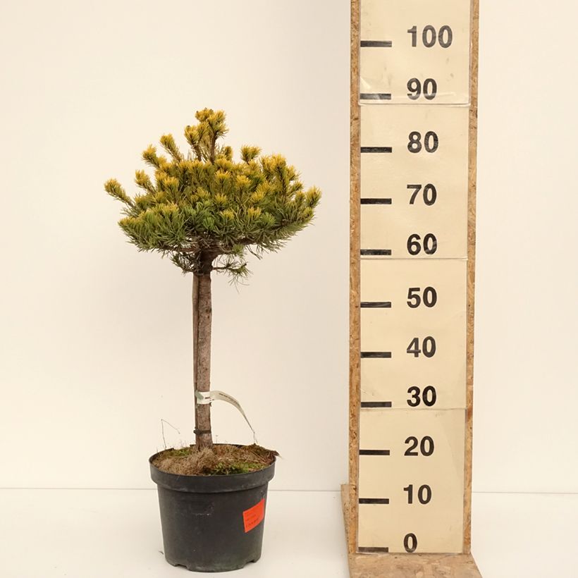 Example of Pinus mugo Carstens Wintergold Vaso da 7,5L/10L as you get in hiver