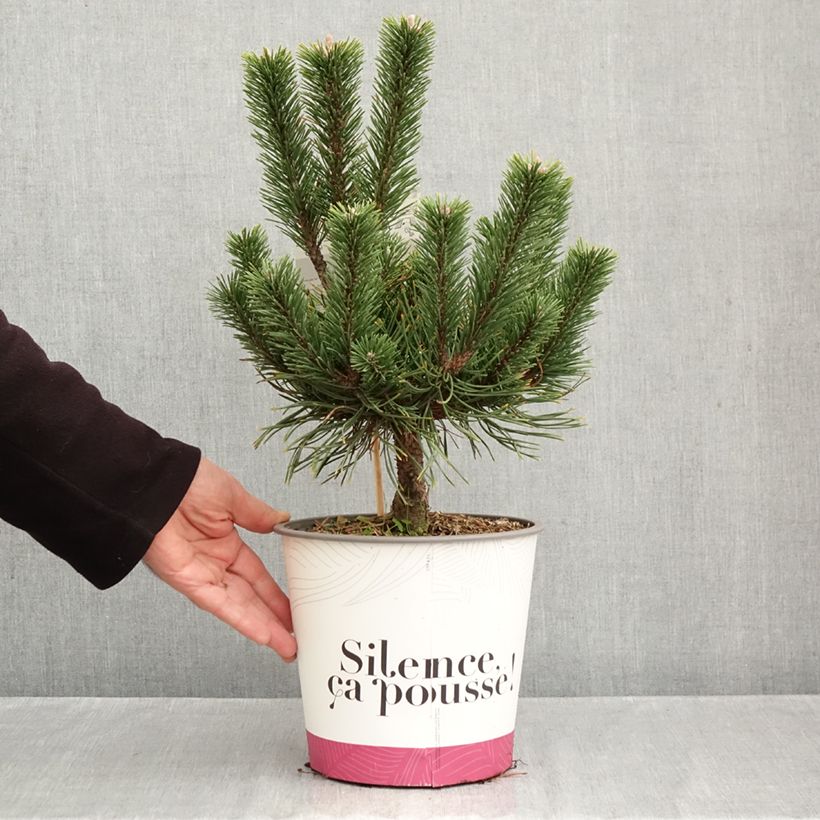 Esemplare di Pinus mugo Gnom Vaso da 2L/3L come consegnato in autunno