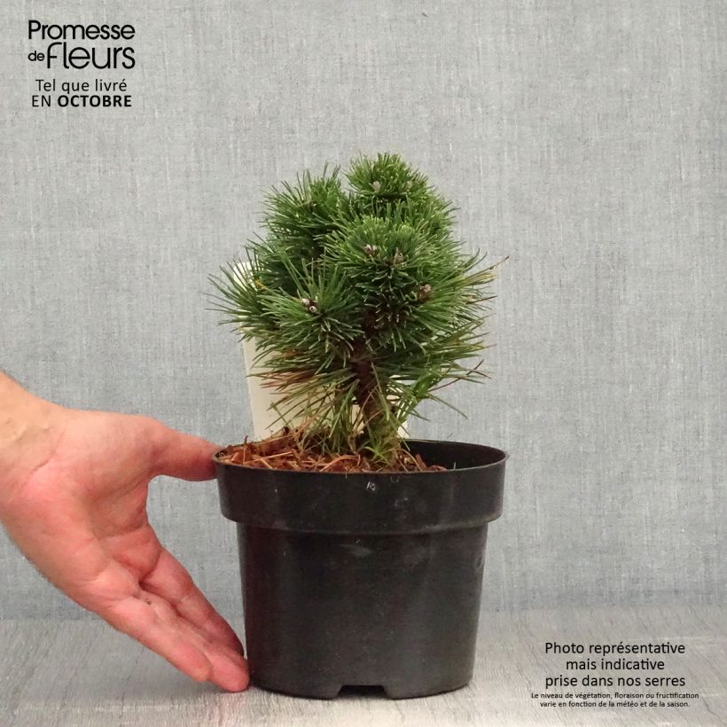 Esemplare di Pin de montagne - Pinus mugo Heideperle Pot de 2L/3L come consegnato in autunno