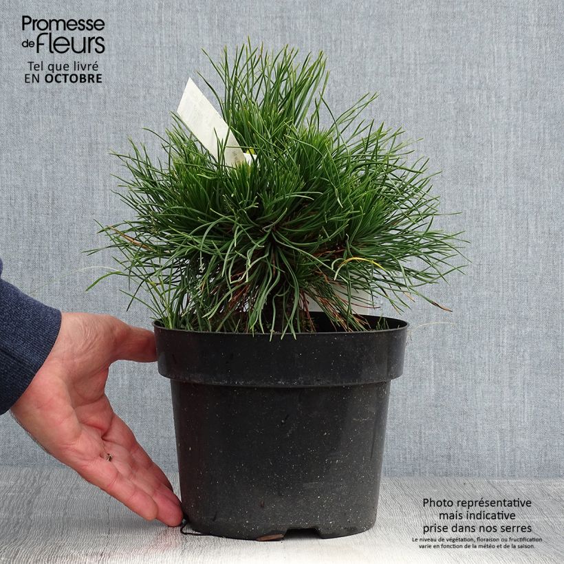 Esemplare di Pinus mugo Varella Vaso da 2L/3L come consegnato in autunno