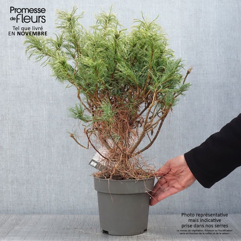 Esemplare di Pin de Weymouth nain - Pinus strobus Green Twist Pot de 2L/3L come consegnato in autunno