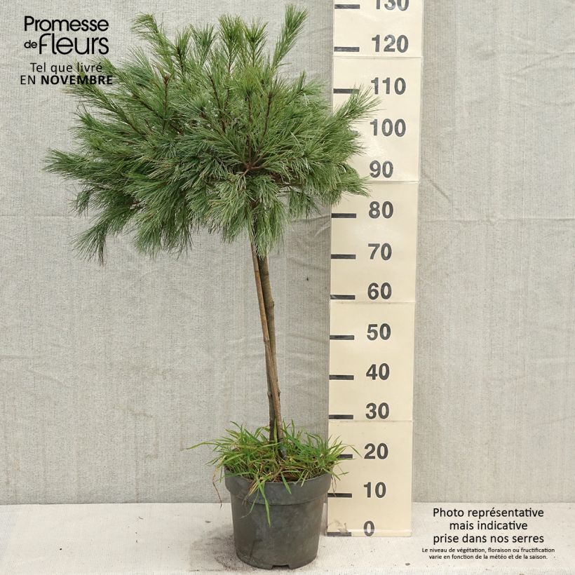 Esemplare di Pin de Weymouth nain - Pinus strobus Mary Butler Pot de 7,5L/10L, Tige, Tige de 60 cm come consegnato in autunno