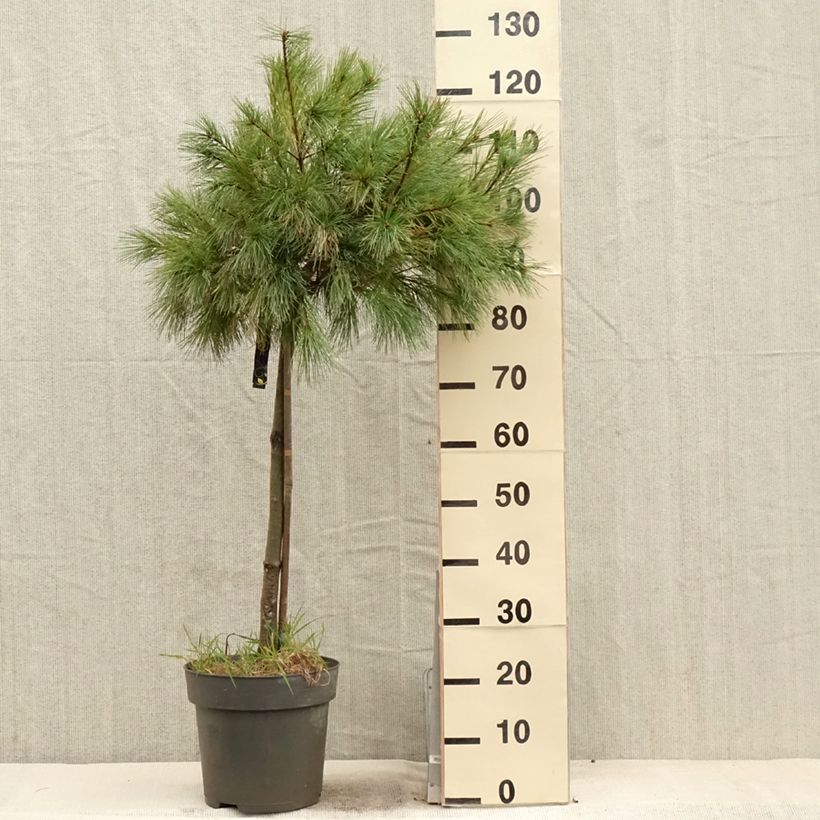 Example of Pinus strobus Mary Butler - Pino strobo Vaso da 7,5L/10L, Vaso impalcato as you get in printemps