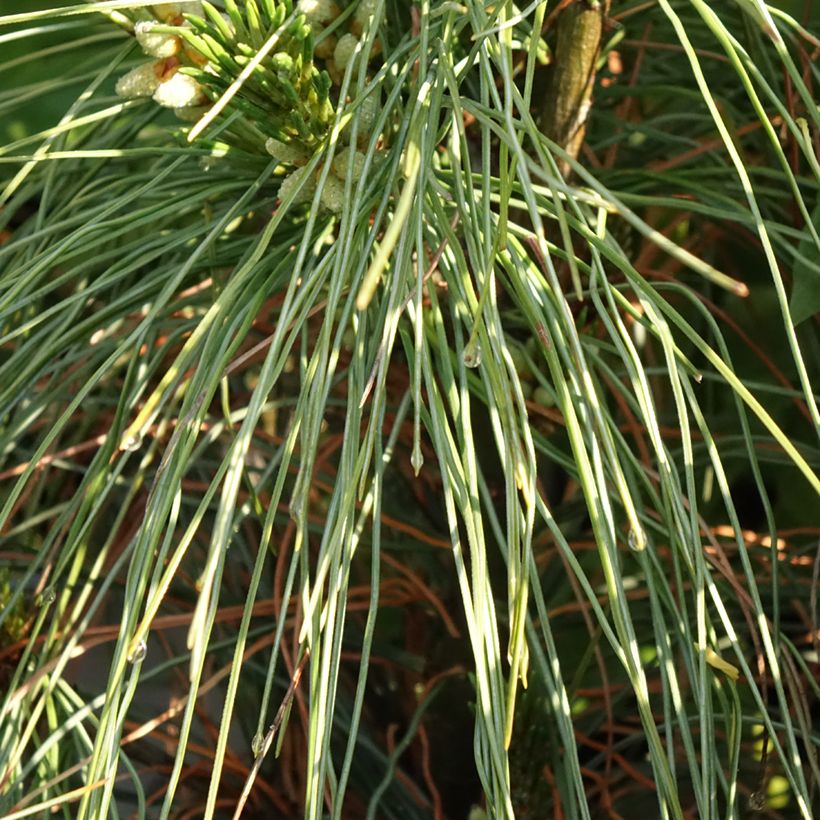 Pinus strobus Niagara Falls - Pino strobo (Fogliame)