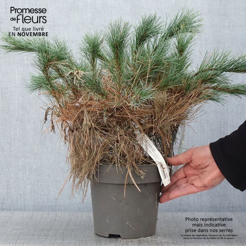 Esemplare di Pin de Weymouth nain - Pinus strobus Niagara Falls Pot de 3L/4L come consegnato in autunno