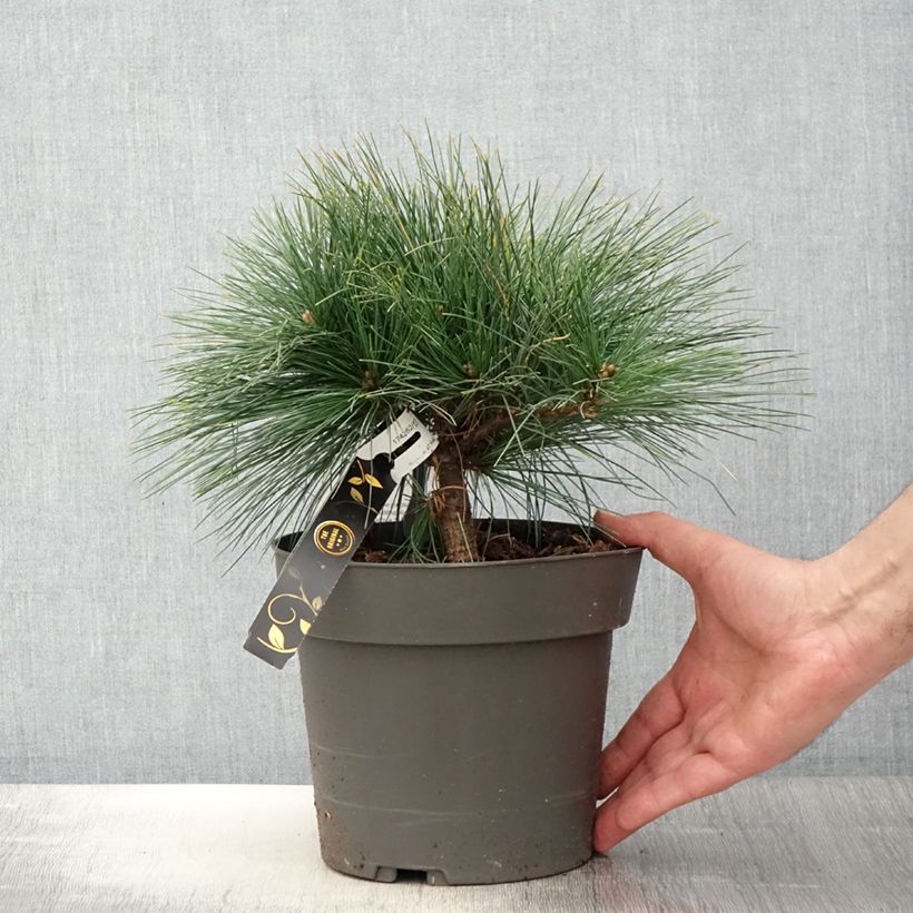 Pinus strobus Niagara Falls - Pino strobo Vaso da 3L/4L esemplare consegnato in primavera