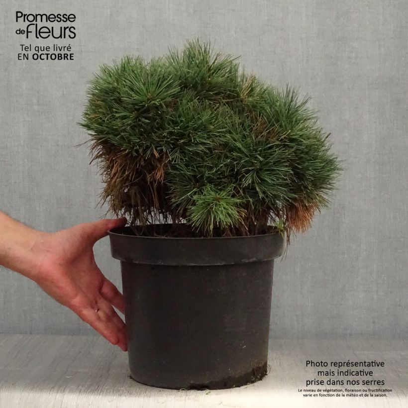 Esemplare di Pinus strobus Ontario - Pino strobo Vaso da 7,5L/10L, Vaso impalcato come consegnato in autunno