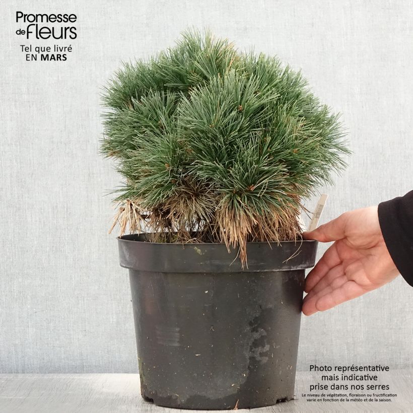 Pinus strobus Ontario - Pino strobo Vaso da 7,5L/10L, Vaso impalcato esemplare consegnato in primavera