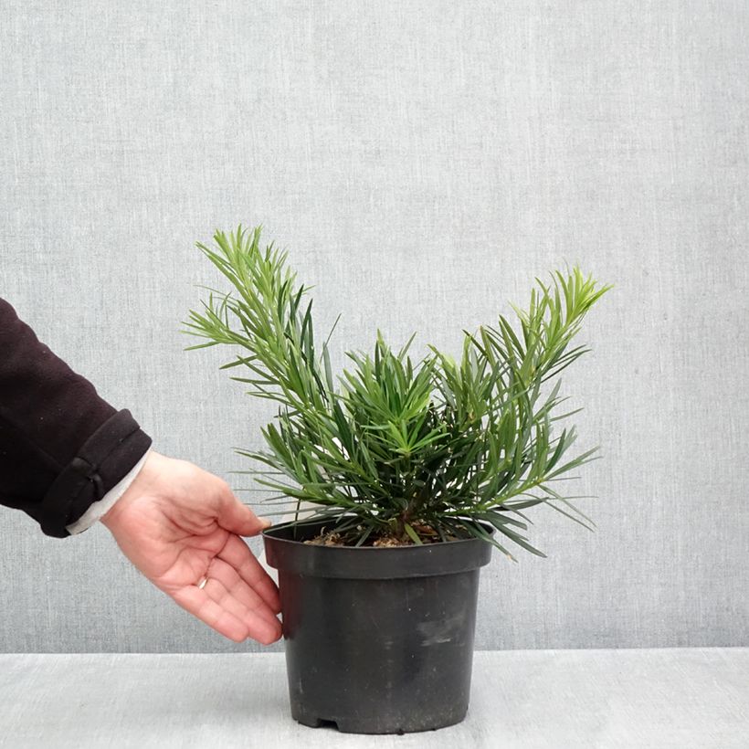 Esemplare di Podocarpus macrophyllus - Podocarpo Vaso da 2L/3L come consegnato in autunno
