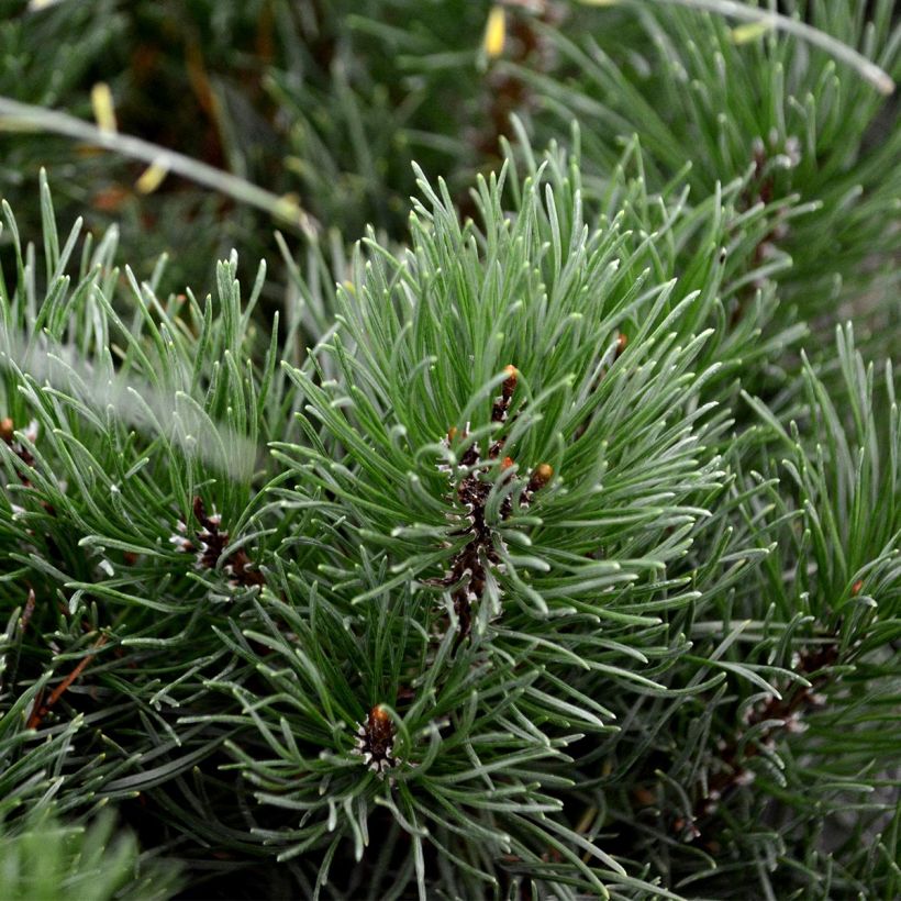 Pinus mugo mughus (Foliage)