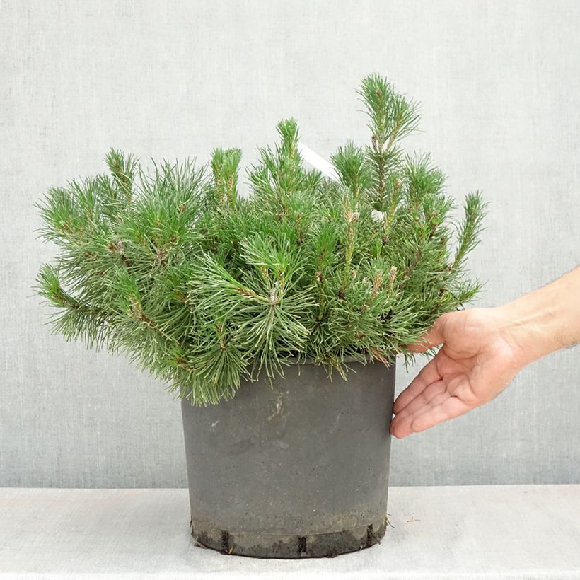 Example of Pinus mugo mughus Vaso da 7,5L/10L as you get in printemps