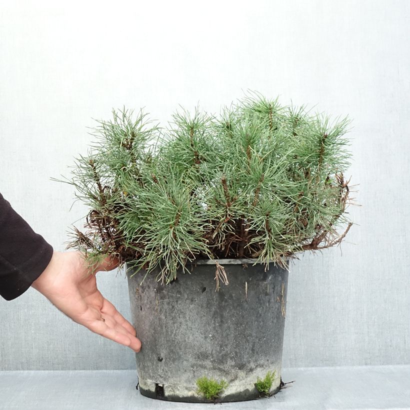 Esemplare di Pinus mugo mughus Vaso da 7,5L/10L come consegnato in autunno