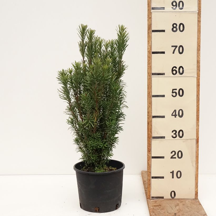 Cephalotaxus harringtonia Fastigiata Vaso da 7,5L/10L esemplare consegnato in inverno
