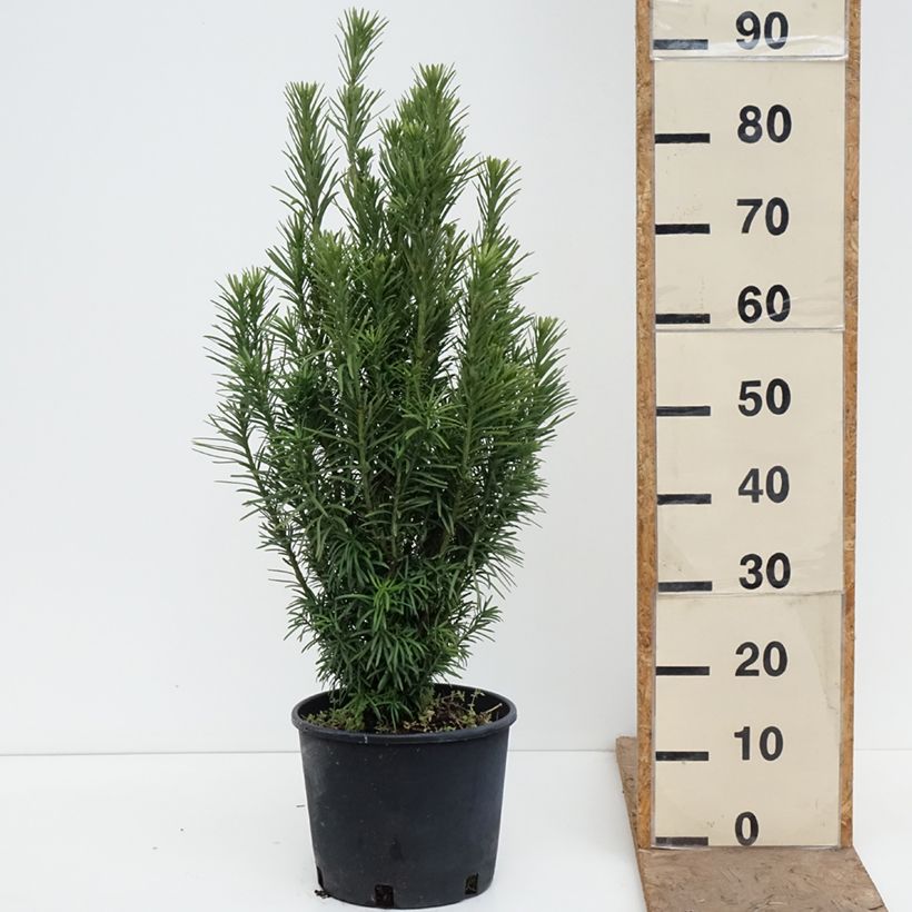 Cephalotaxus harringtonia Fastigiata Vaso da 7,5L/10L esemplare consegnato in primavera