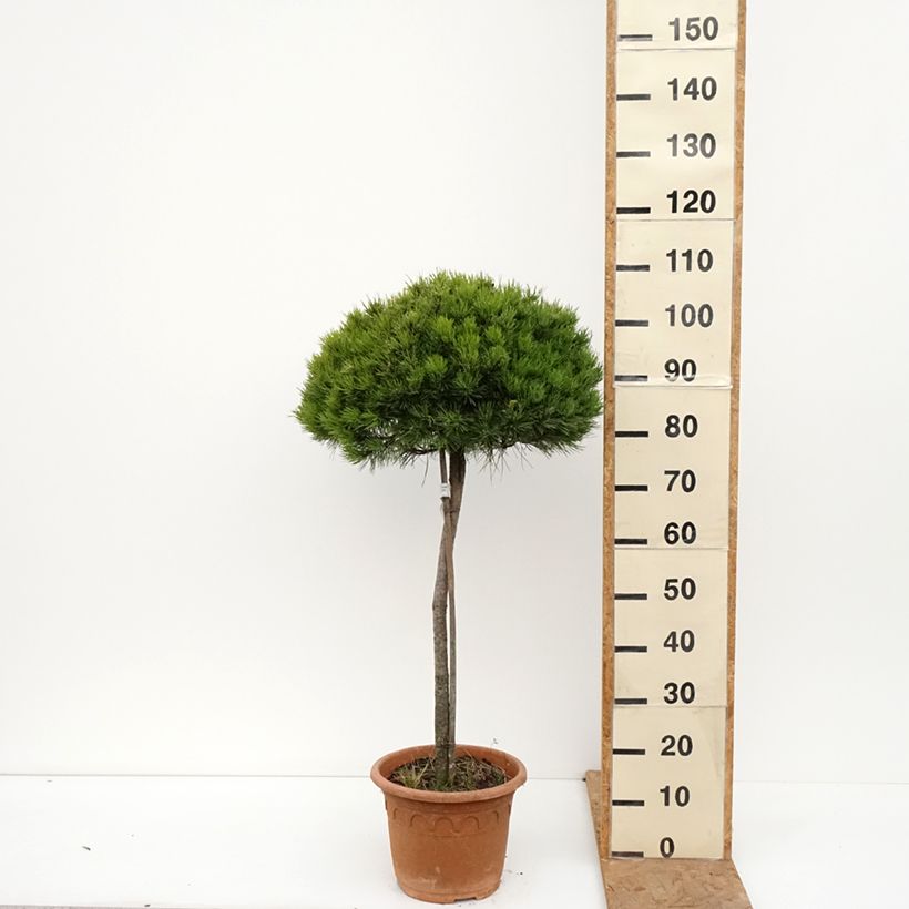 Esemplare di Pinus nigra Marie Brégeon Vaso da 7,5L/10L, Vaso impalcato medio come consegnato in autunno