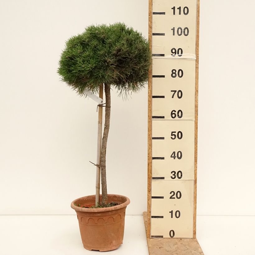 Esemplare di Pinus nigra Marie Brégeon Vaso da 7,5L/10L, Vaso impalcato medio consegnato in estate