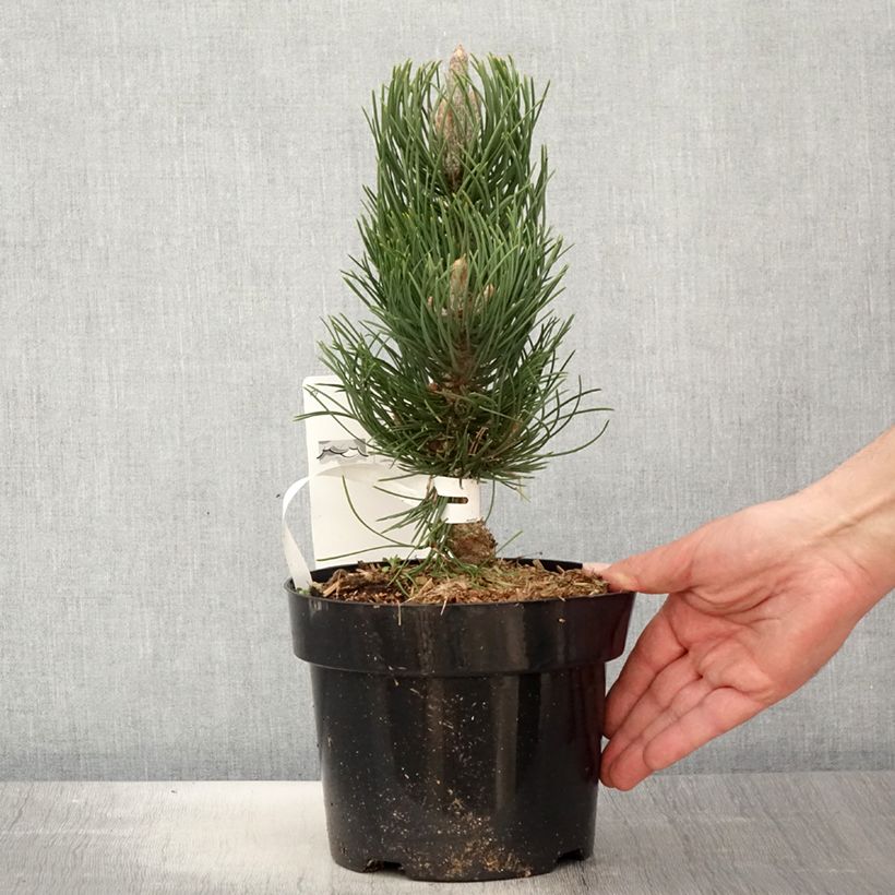 Example of Pinus nigra Oregon Green Vaso da 2L/3L as you get in printemps