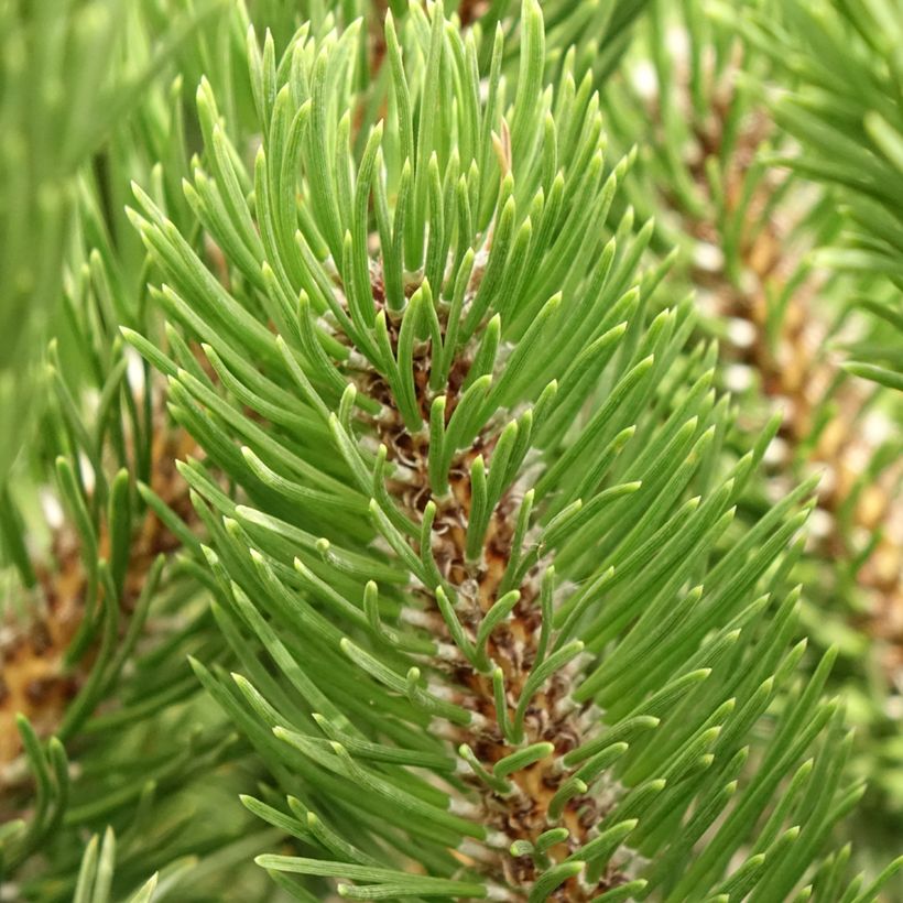 Pinus nigra Oregon Green (Foliage)