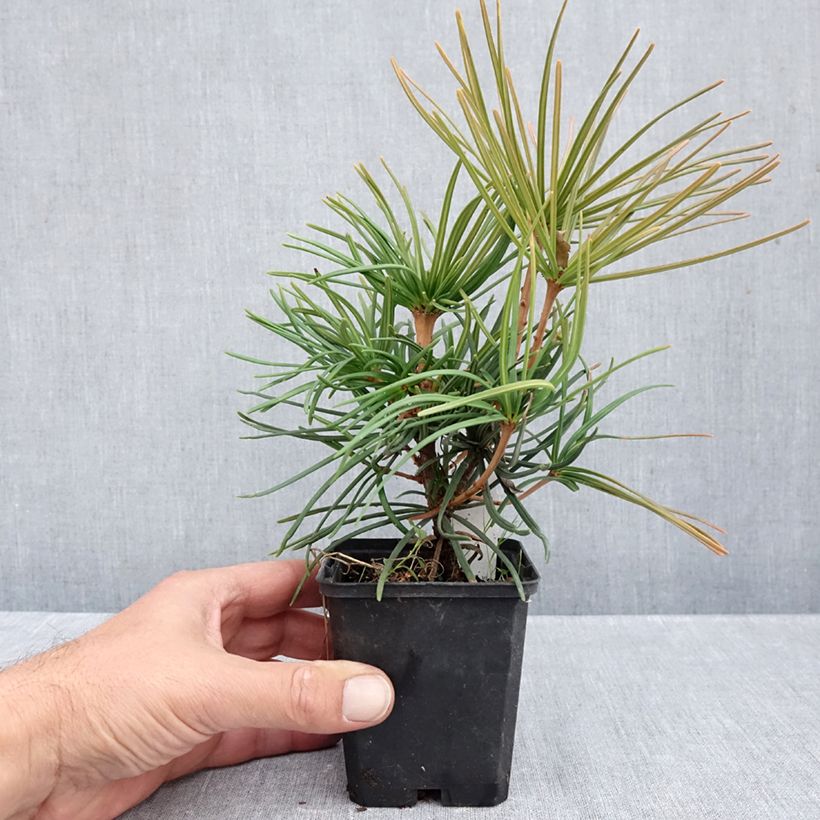 Esemplare di Sciadopitys verticillata Vasetto da 8/9 cm come consegnato in autunno