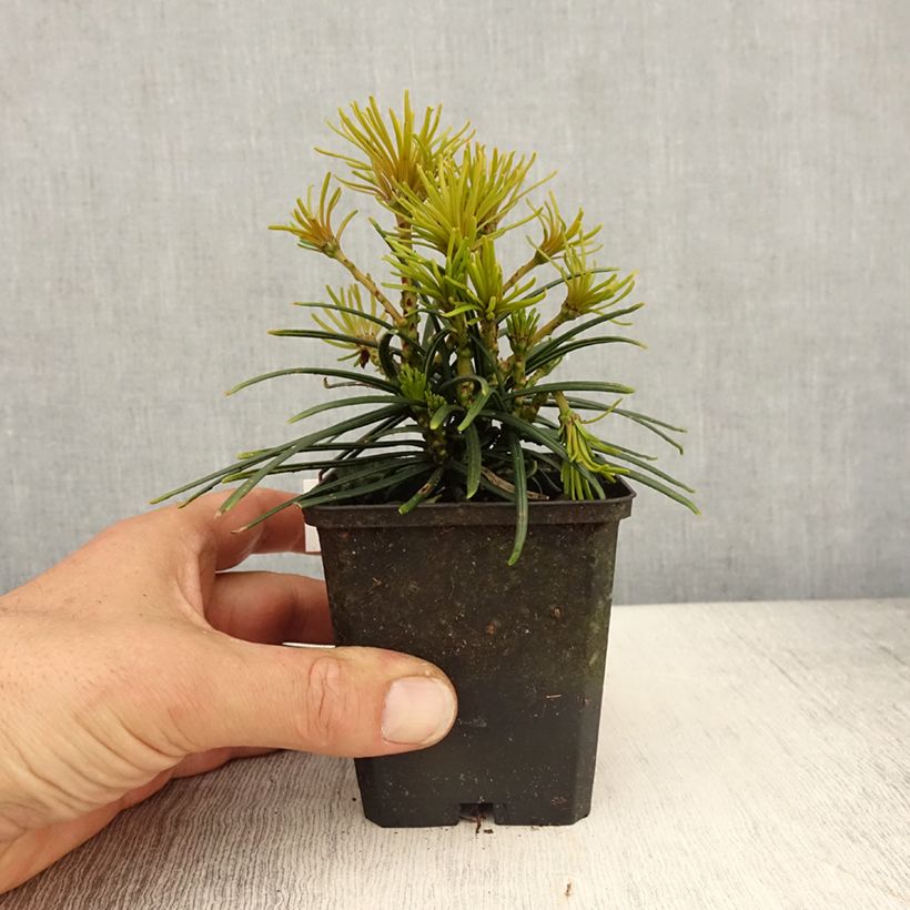 Example of Sciadopitys verticillata Vasetto da 8/9 cm as you get in printemps