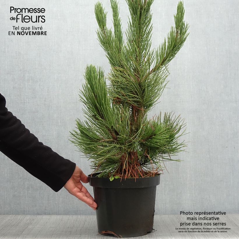 Esemplare di Pinus heldreichii Satellit Vaso da 7,5L/10L come consegnato in autunno