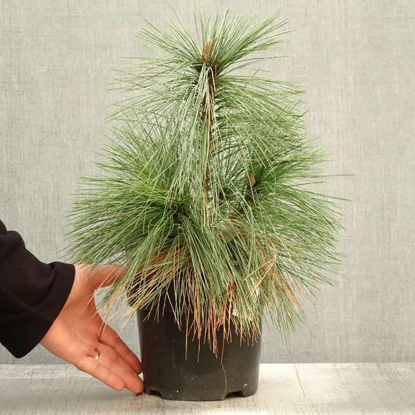 Esemplare di Pin - Pinus schwerinii Wiethorst Pot de 2L/3L come consegnato in autunno