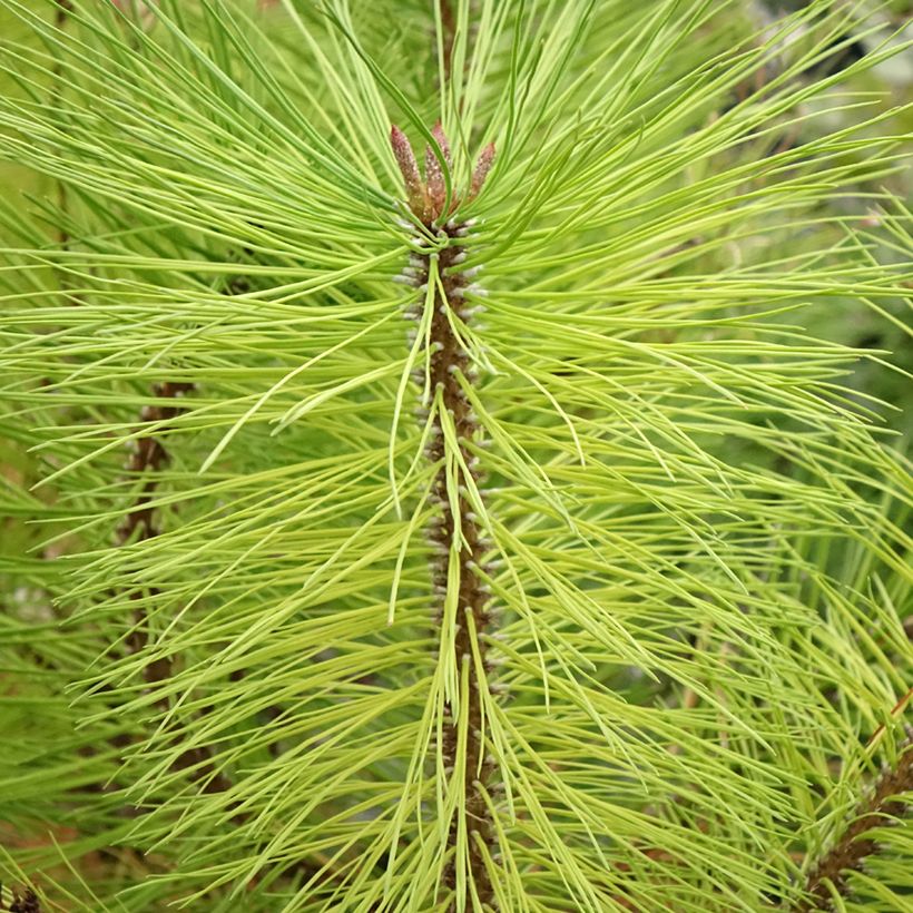 Pinus ponderosa - Pino giallo (Fogliame)