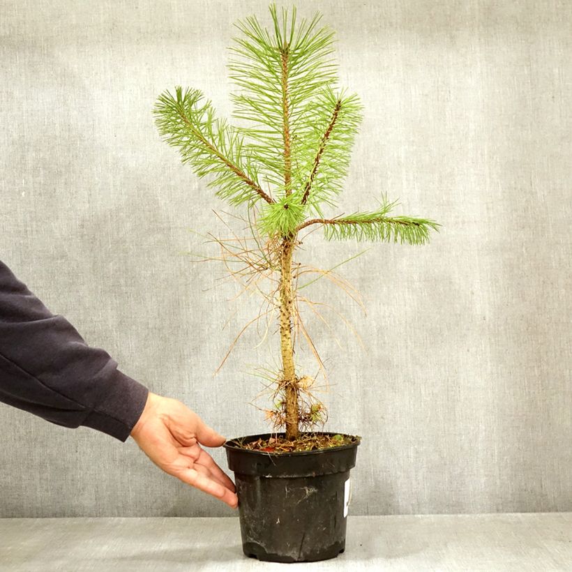 Esemplare di Pinus ponderosa - Pino giallo Vaso da 3L/4L come consegnato in autunno