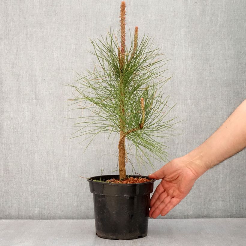 Pinus ponderosa - Pino giallo Vaso da 3L/4L esemplare consegnato in primavera